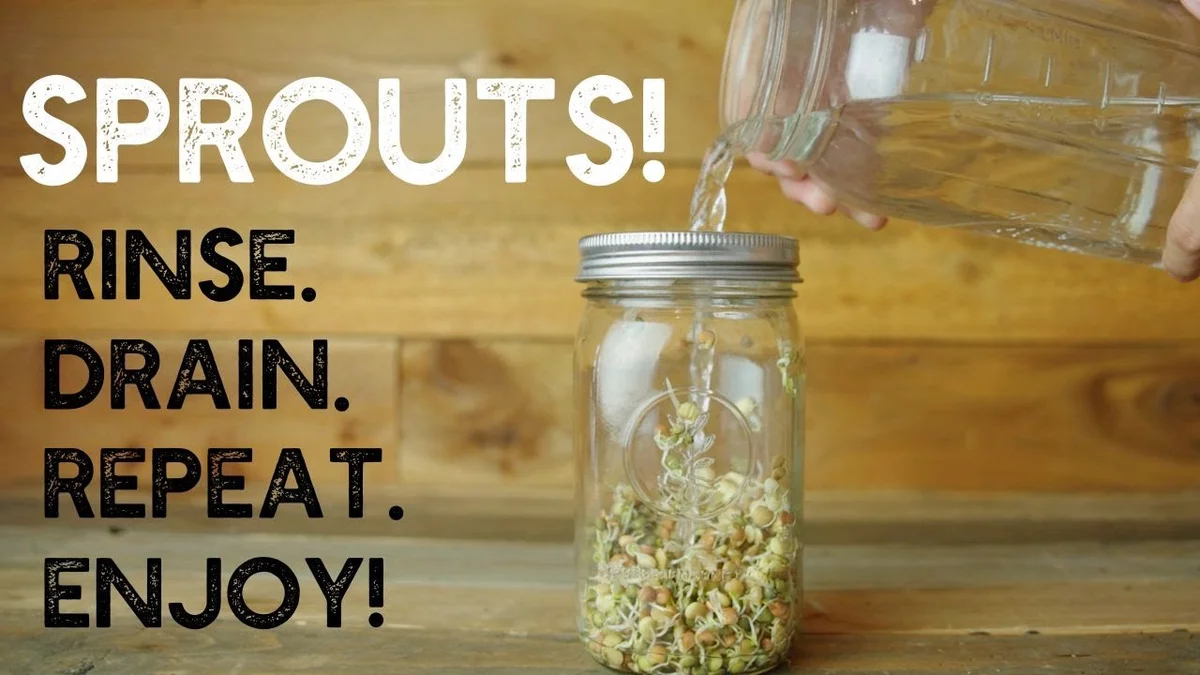 DIY sprouting jar close up hands rinsing sprouts