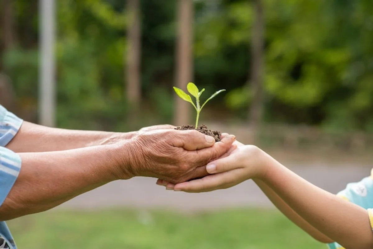 elderly hands caring seedlings home setting