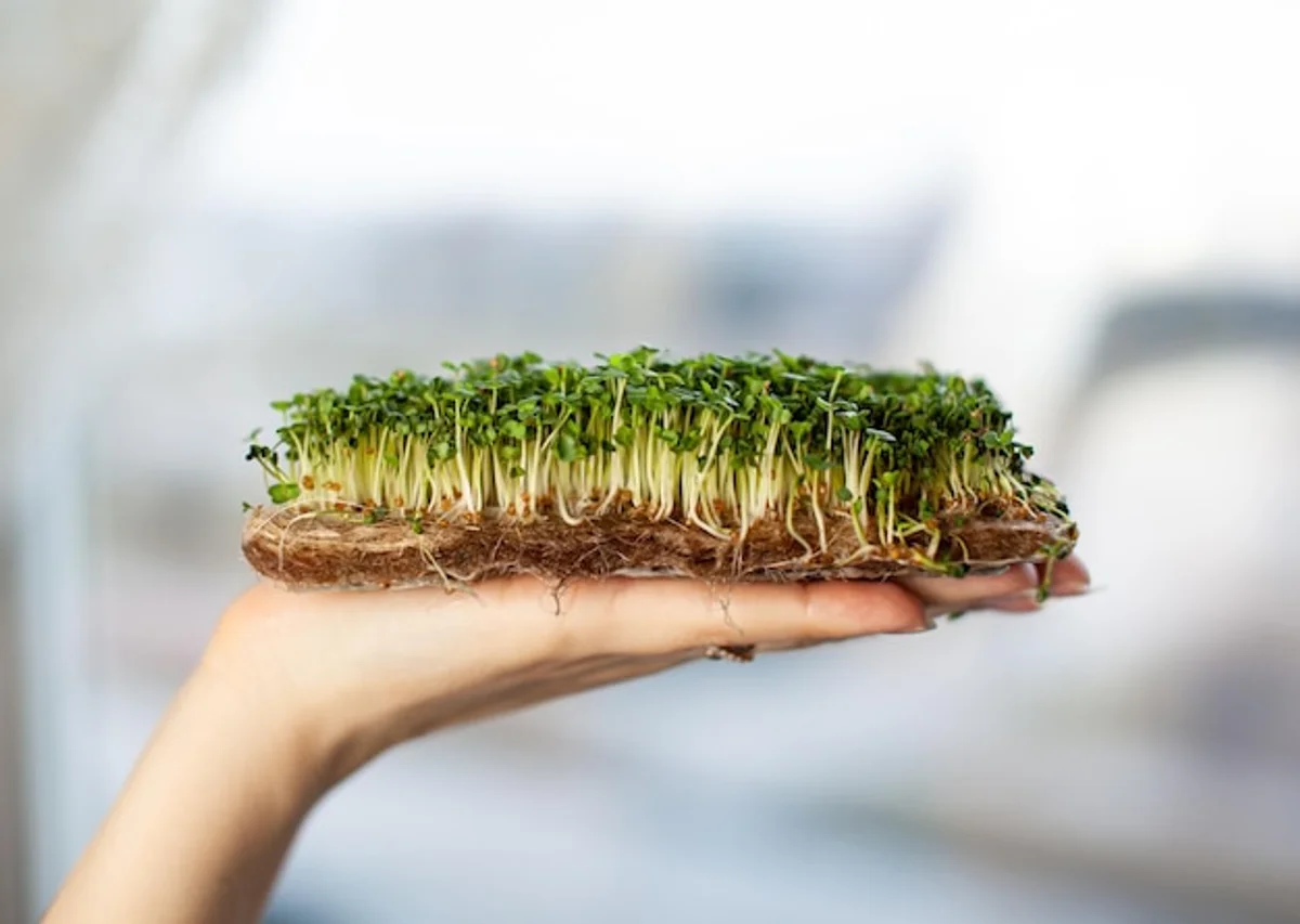 sprouted seeds on kitchen paper macro
