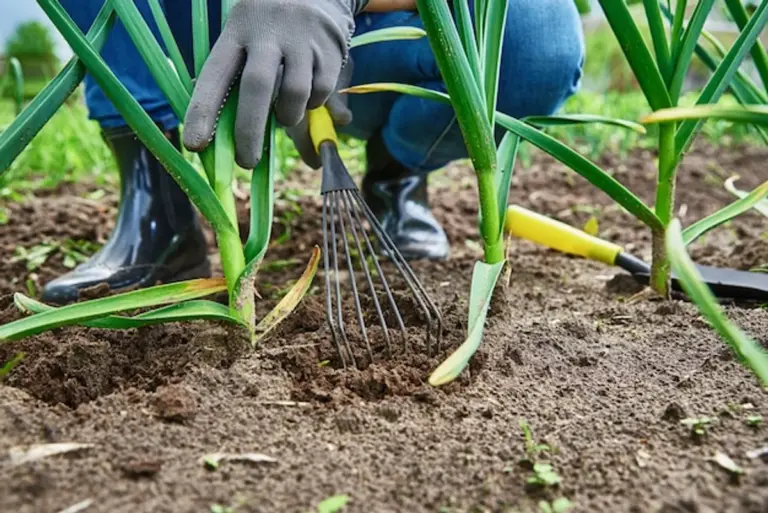 garlic pest control in garden