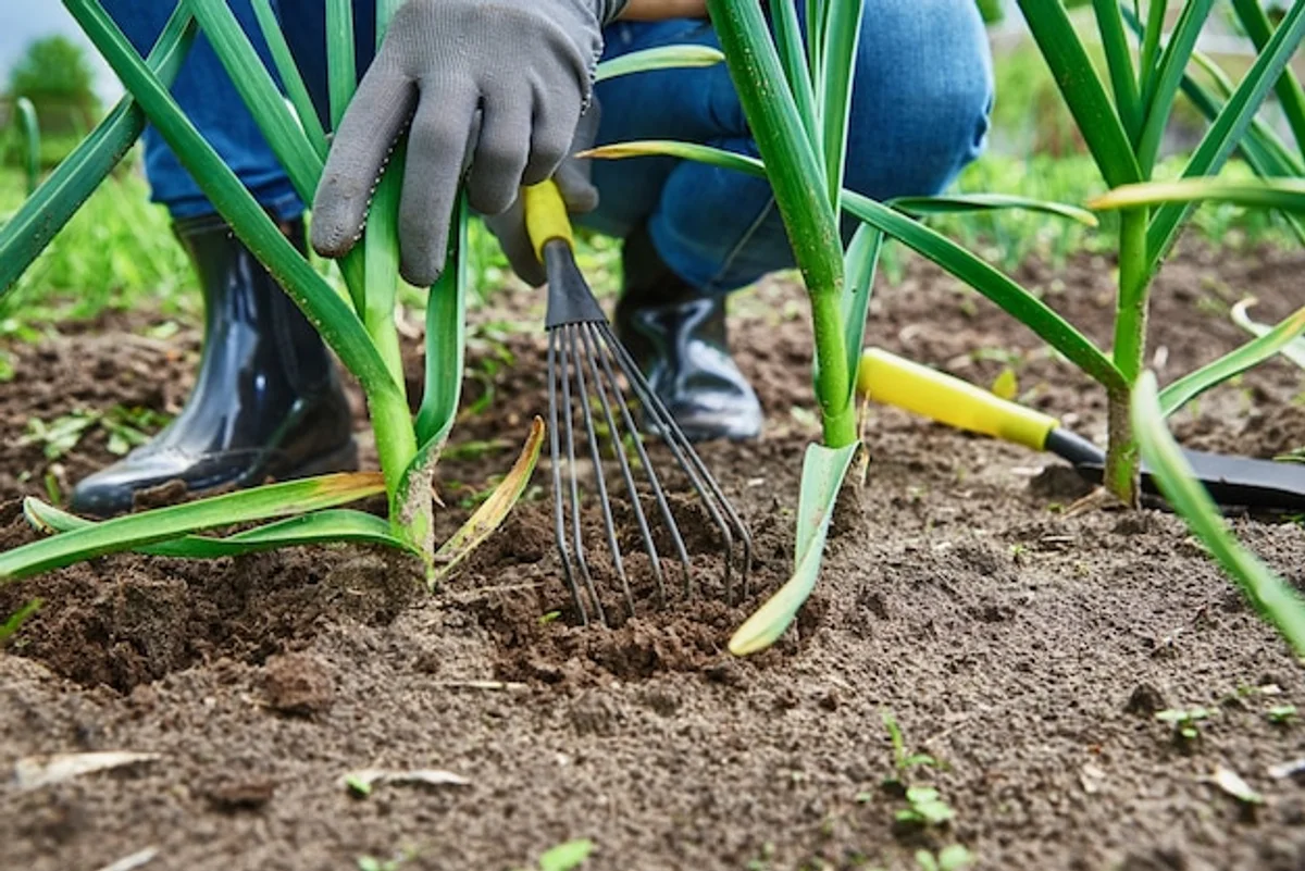 garlic pest control in garden