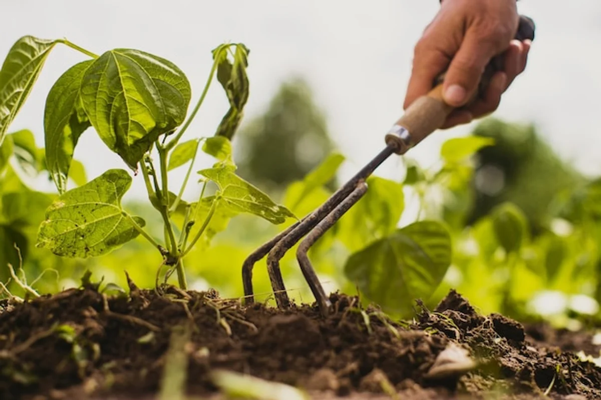 garlic natural pest control garden