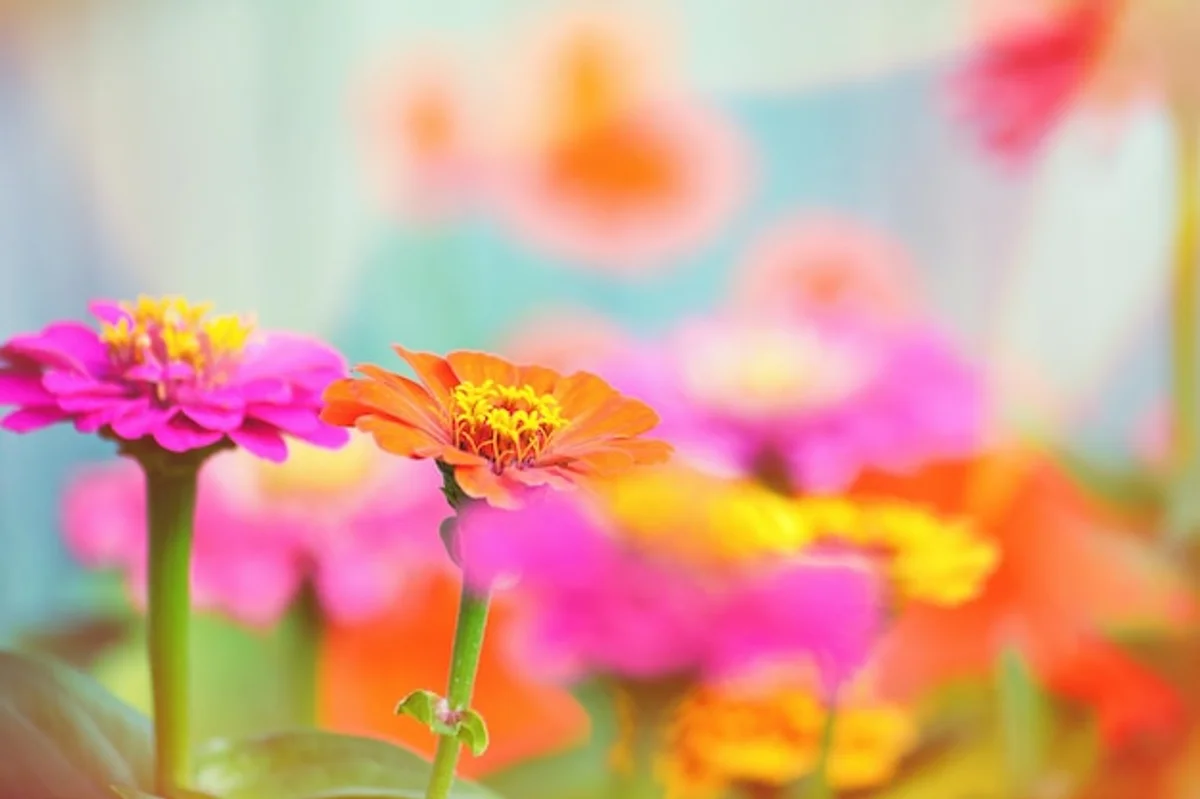 modern garden lawn vs wildflower meadow contrast