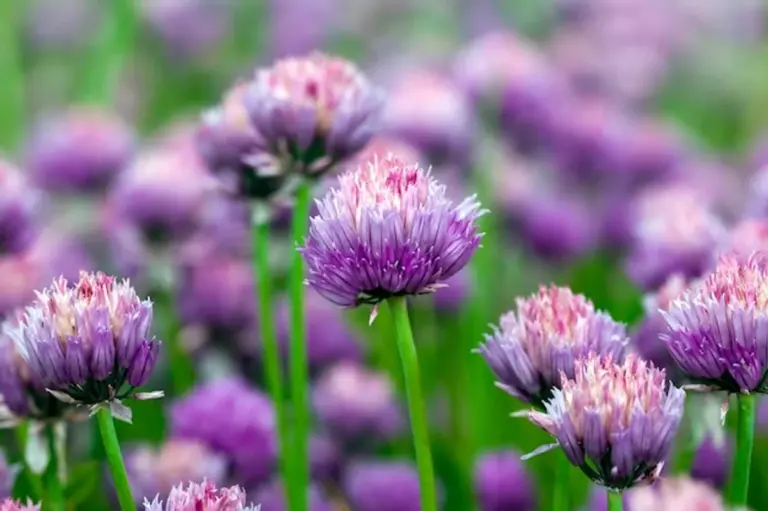 garlic planted next to roses