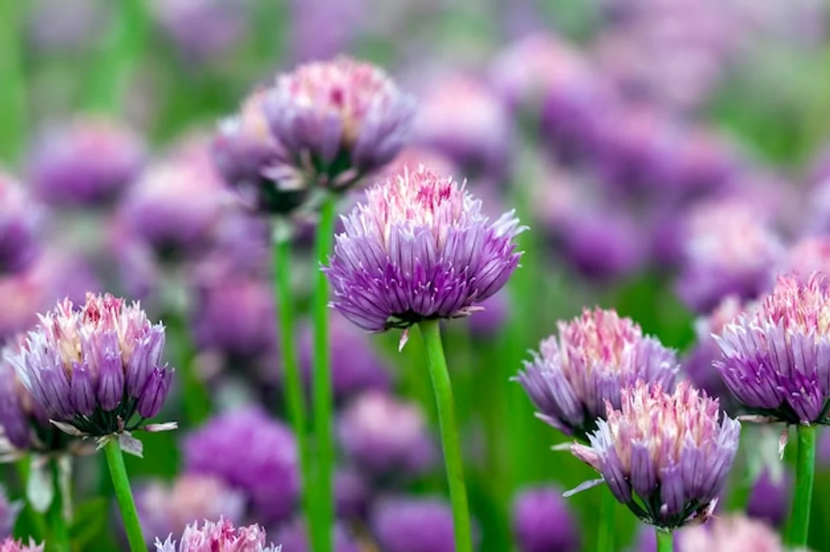 garlic planted next to roses