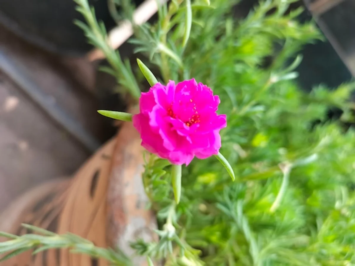 garlic next to roses in garden