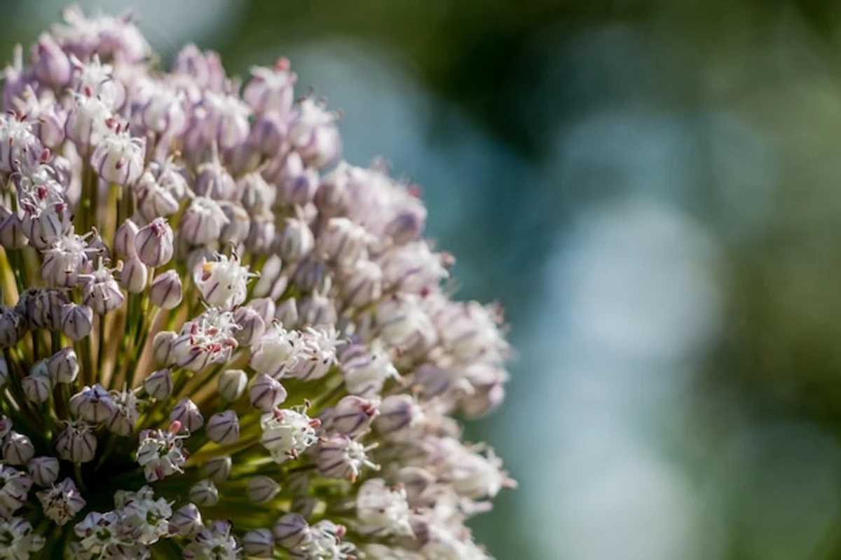 close up garlic flower blooming among roses