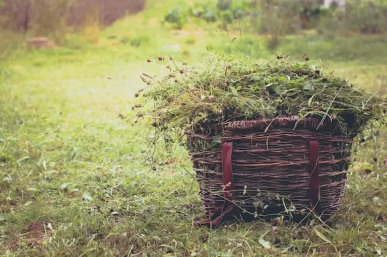 earthworms natural fertilizer garden Germany