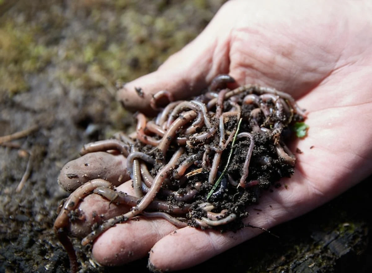hands holding earthworms compost garden soil