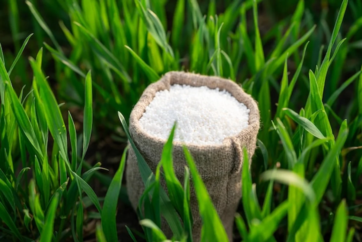 chemical fertilizer granules on green grass closeup