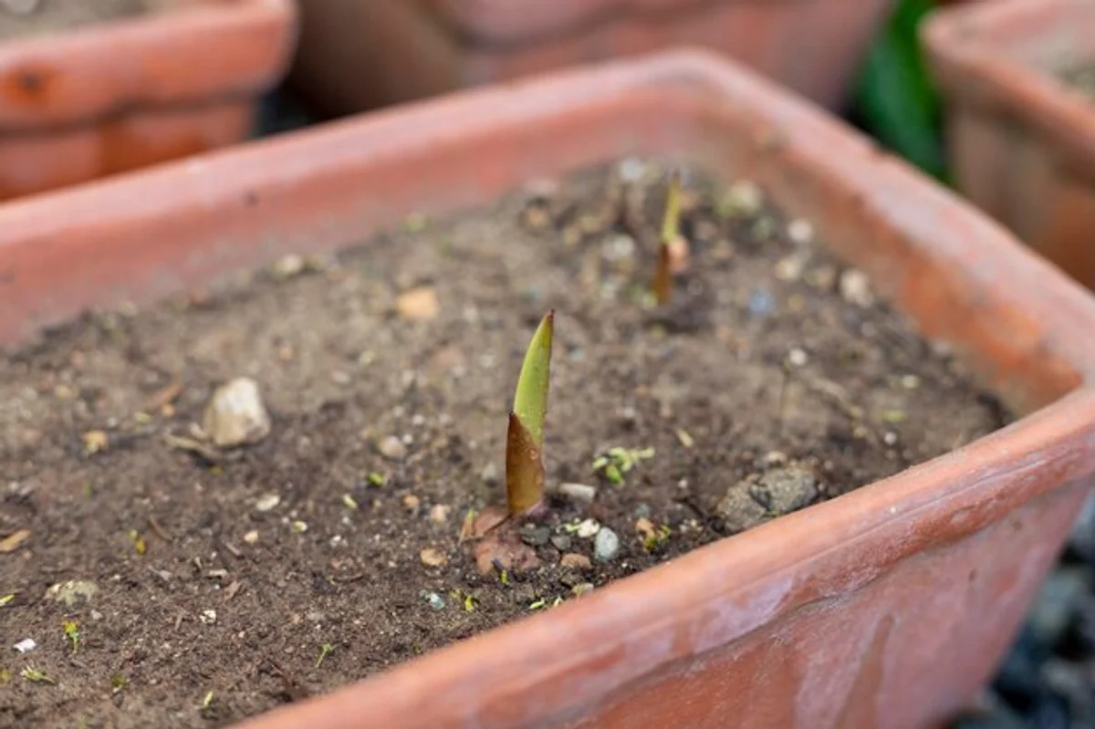 seedlings being planted at correct depth in garden soil