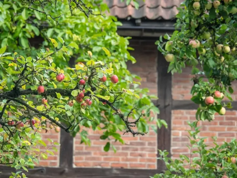 fruit tree pruning in german garden