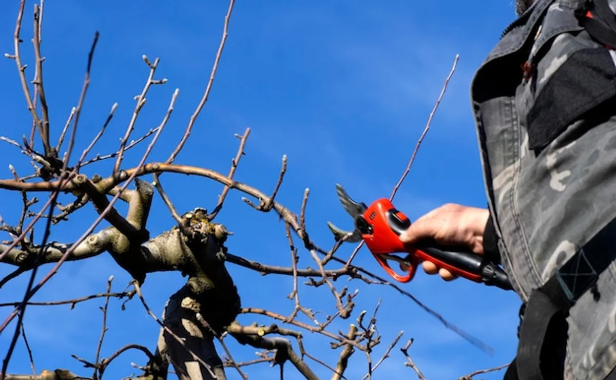 fruit tree pruning frost damage