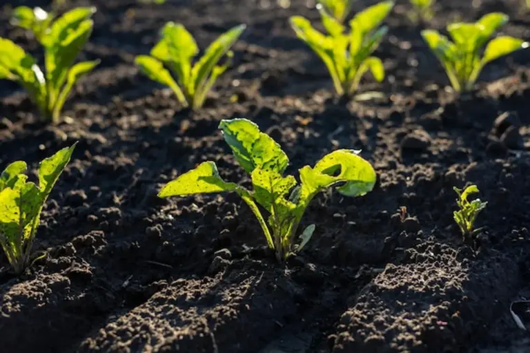 organic compost vegetable garden Germany