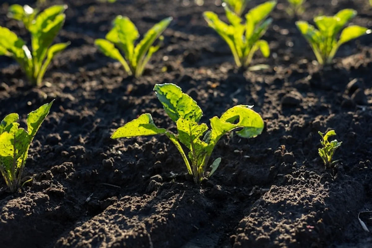 organic compost vegetable garden Germany