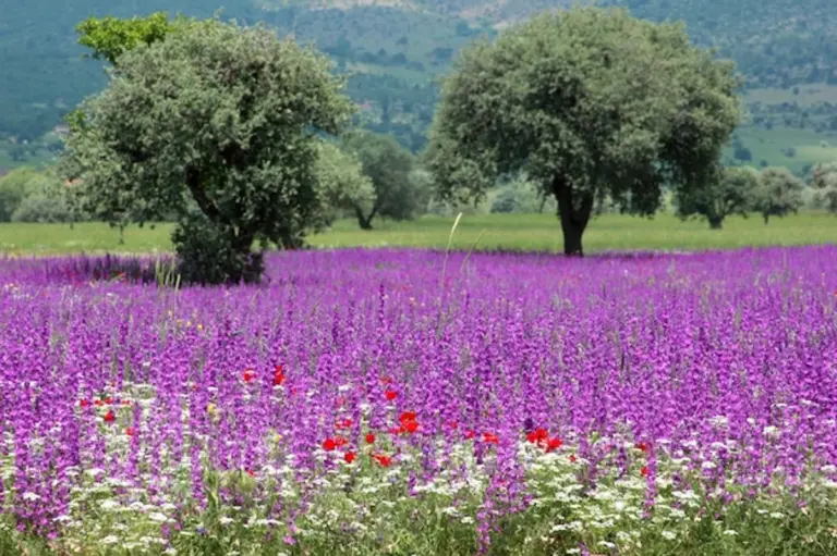 wildflowers garden biodiversity Germany