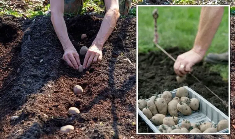 potato planting mistake german garden