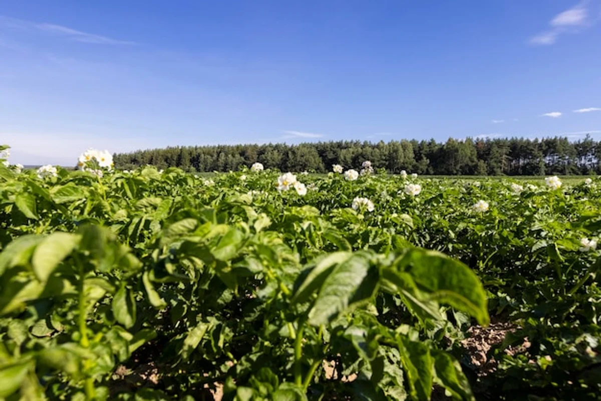 german potato field spring planting close up