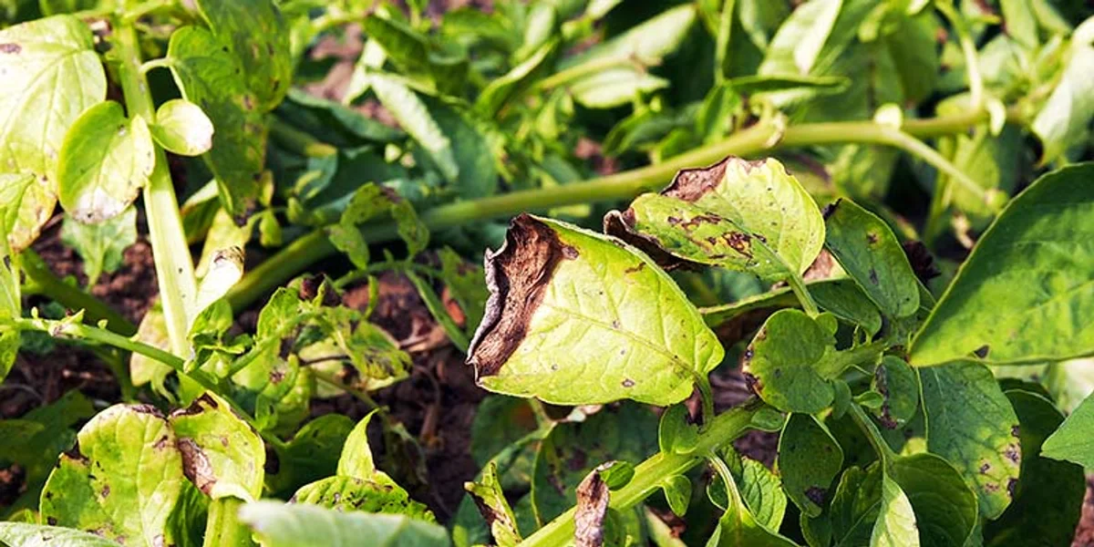 potato plant disease warning in german garden