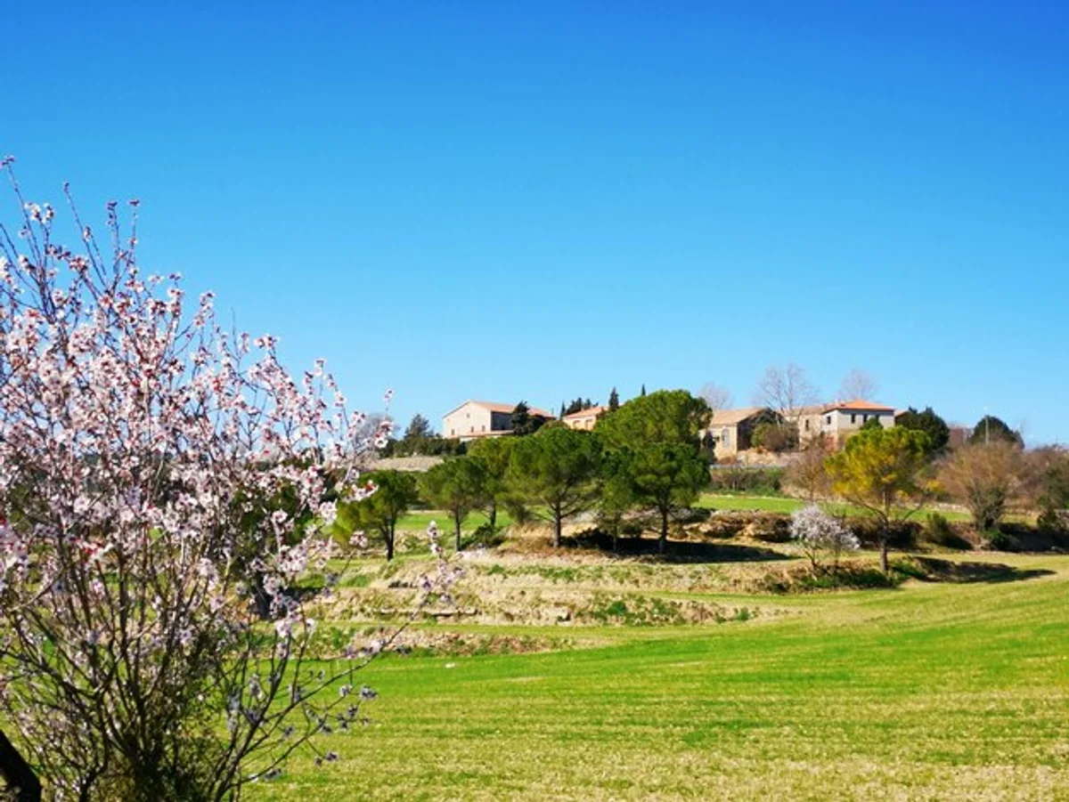 wildflower meadow in german suburban garden