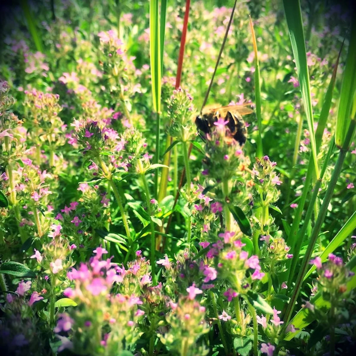 bee on wildflowers germany garden macro