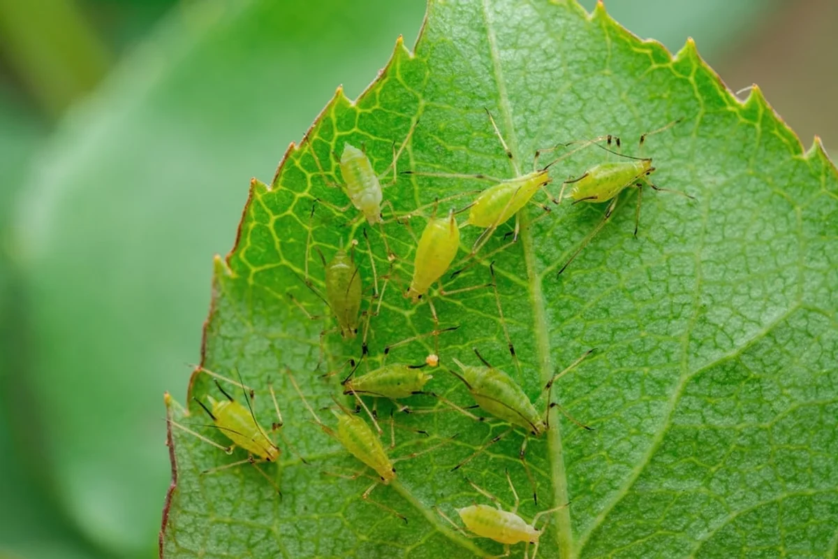 insects attacking overwatered plant garden closeup