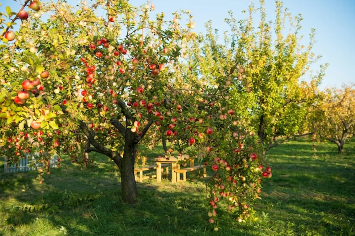apple tree in natural garden sunshine