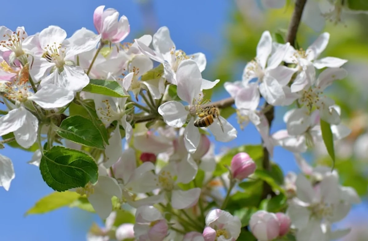 apples on tree with insects, biodiverse garden