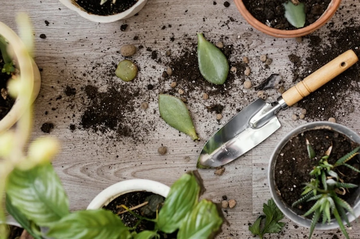 indoor herb garden on kitchen windowsill seniors home