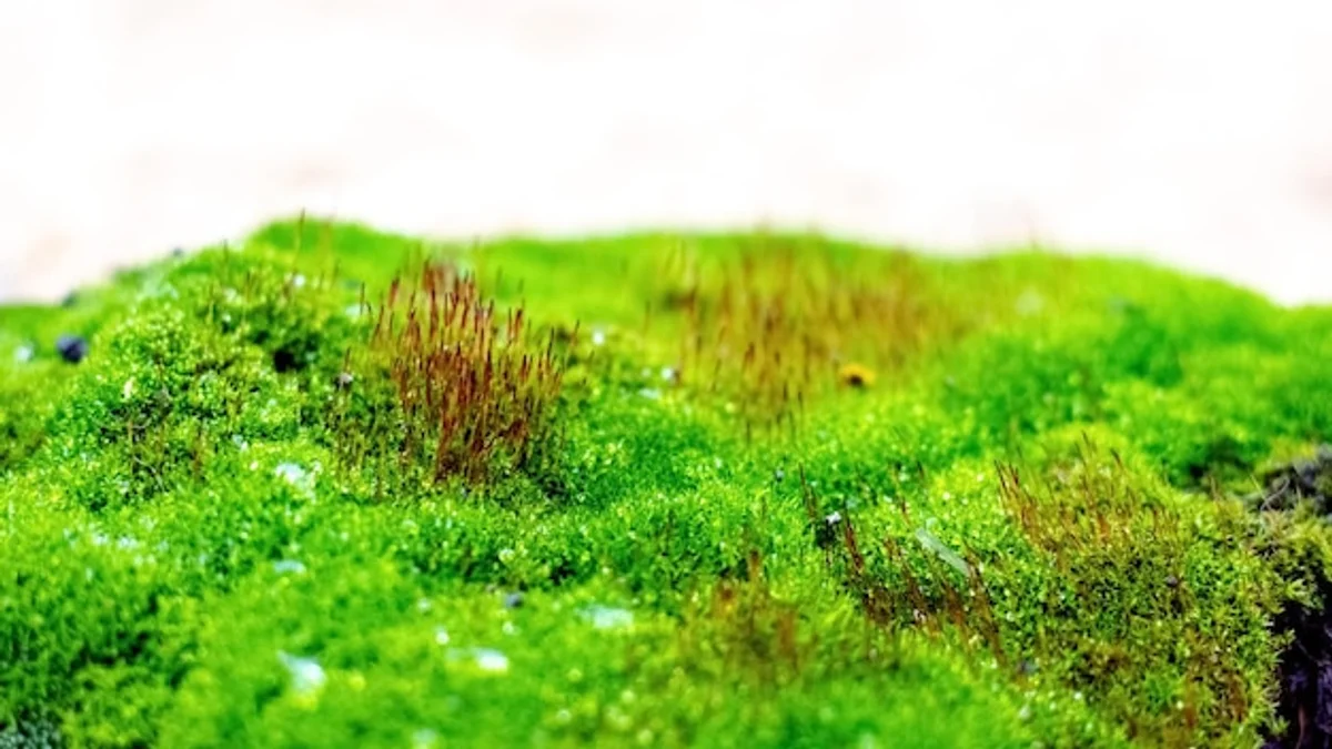 close-up natural moss on garden lawn
