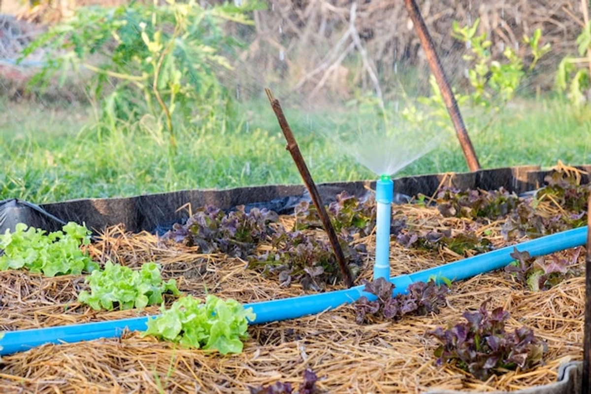 greenhouse mulching method water saving