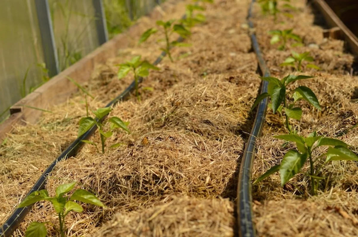 mulching greenhouse ground close up