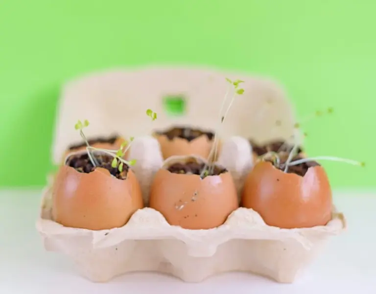 egg shell seedling starter home garden macro