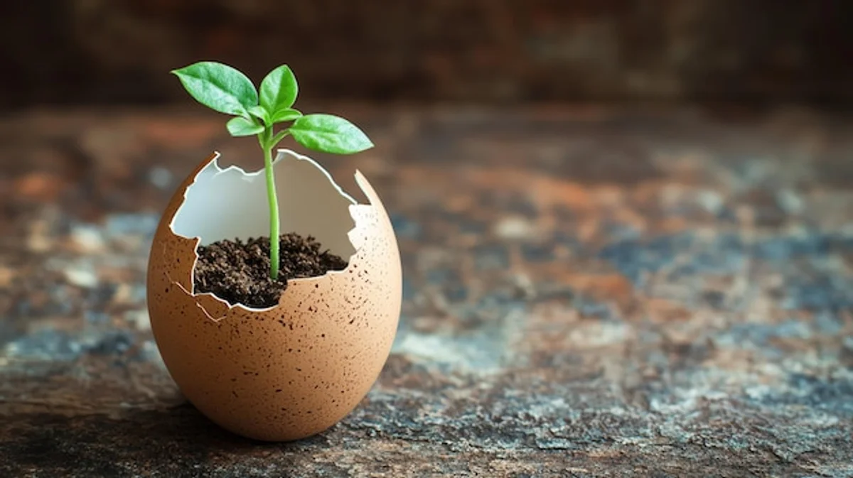 egg shells sprouting seeds garden close up