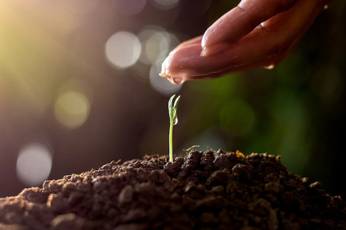 hand planting seeds in eggshells macro detail