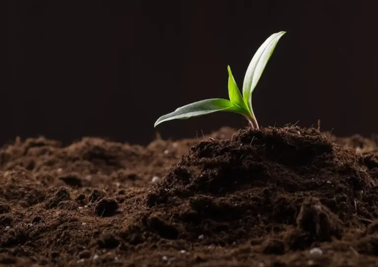 coffee grounds garden fertilizer green plants macro