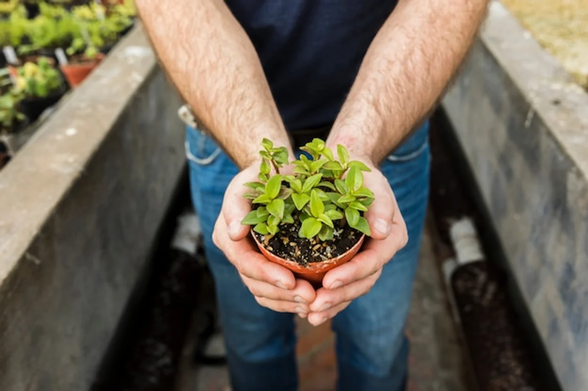 hydrangea and coffee grounds on soil