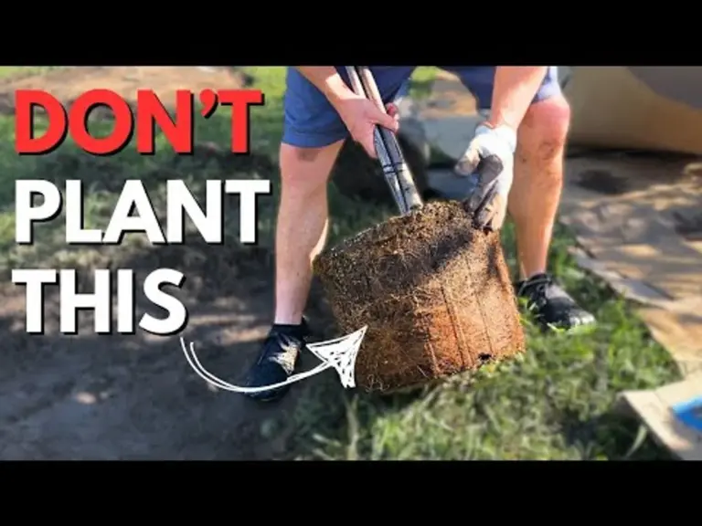 planting fruit tree rootstock mistake German garden