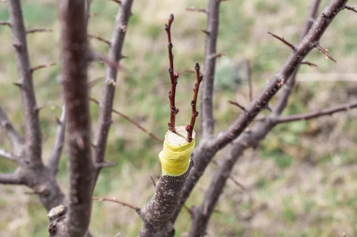 closeup fruit tree roots planting mistake