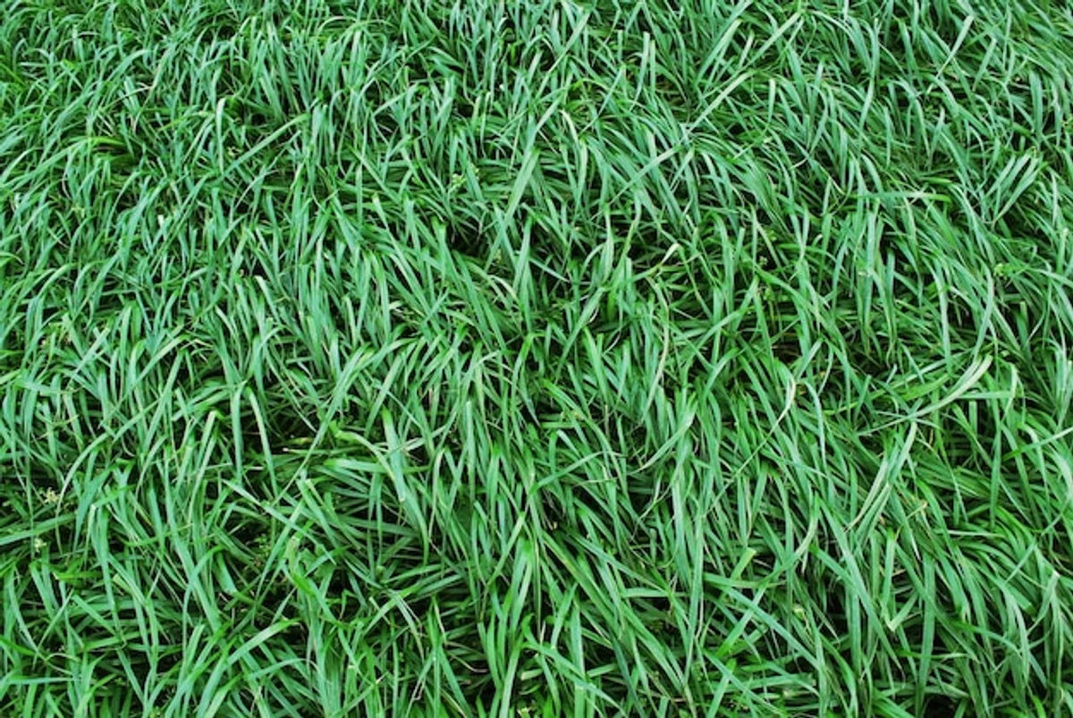 patchy lawn after reseeding tips