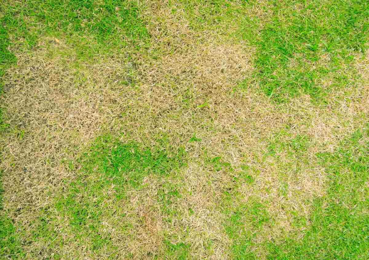 lawn reseeding mistakes aerial patchy grass