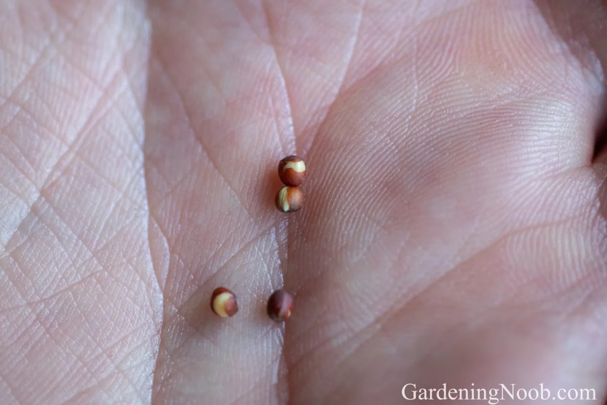 macro tomato seeds sprouting paper towel window light