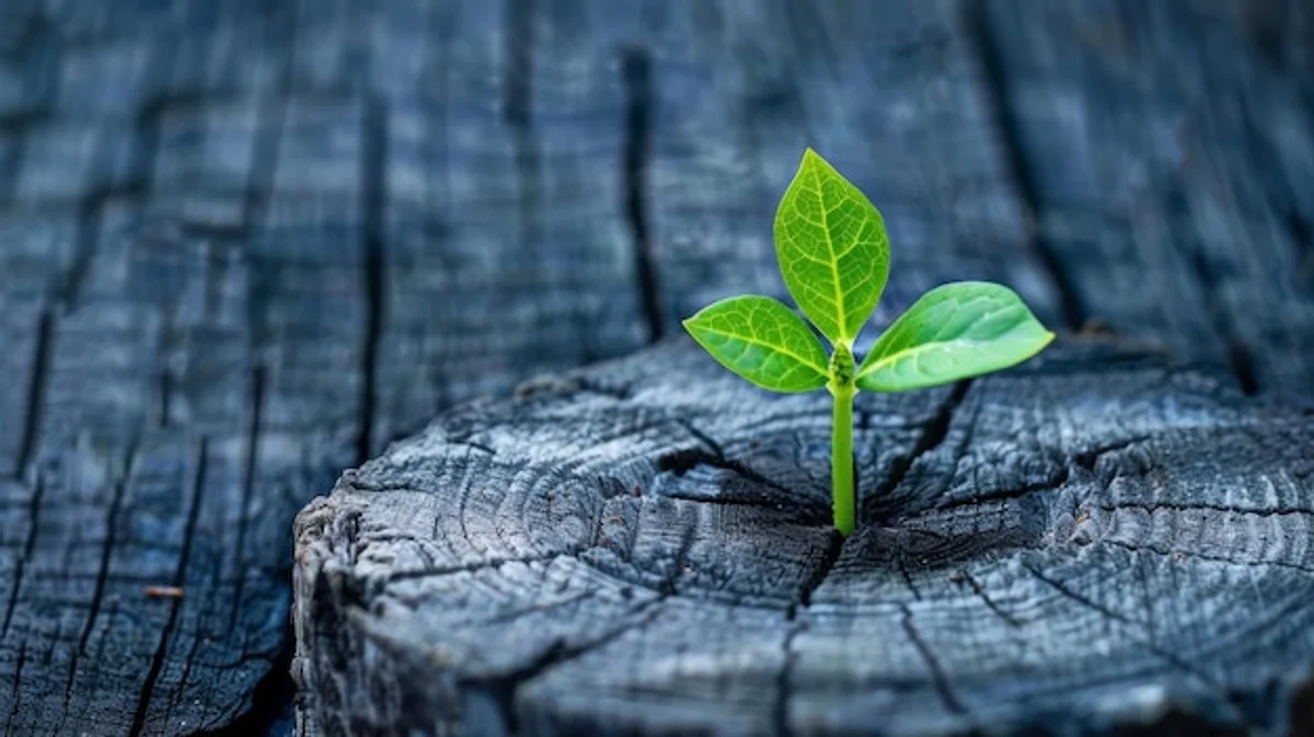 old grass seeds germination green lawn spring macro