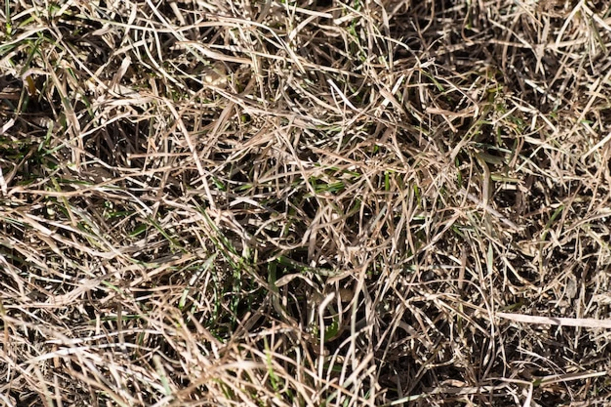 germinating old grass seeds close-up spring lawn
