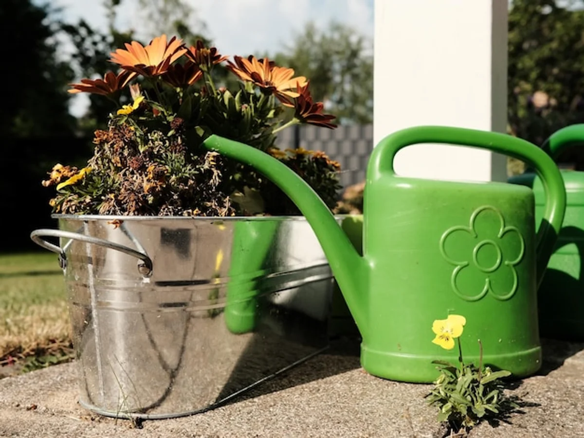 watering seedlings in small pots close-up germany