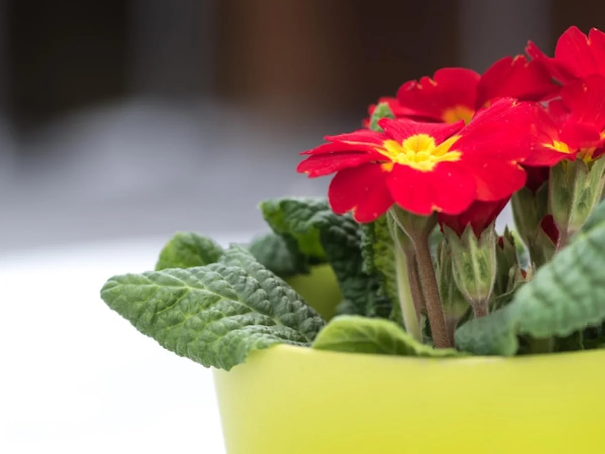seedlings under grow light on windowsill germany