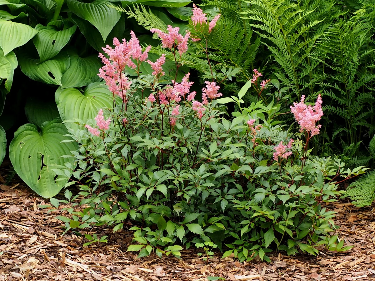hosta astilbe heuchera in shade garden