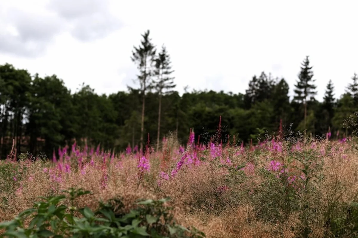 natural garden with wildflowers and wildlife Germany