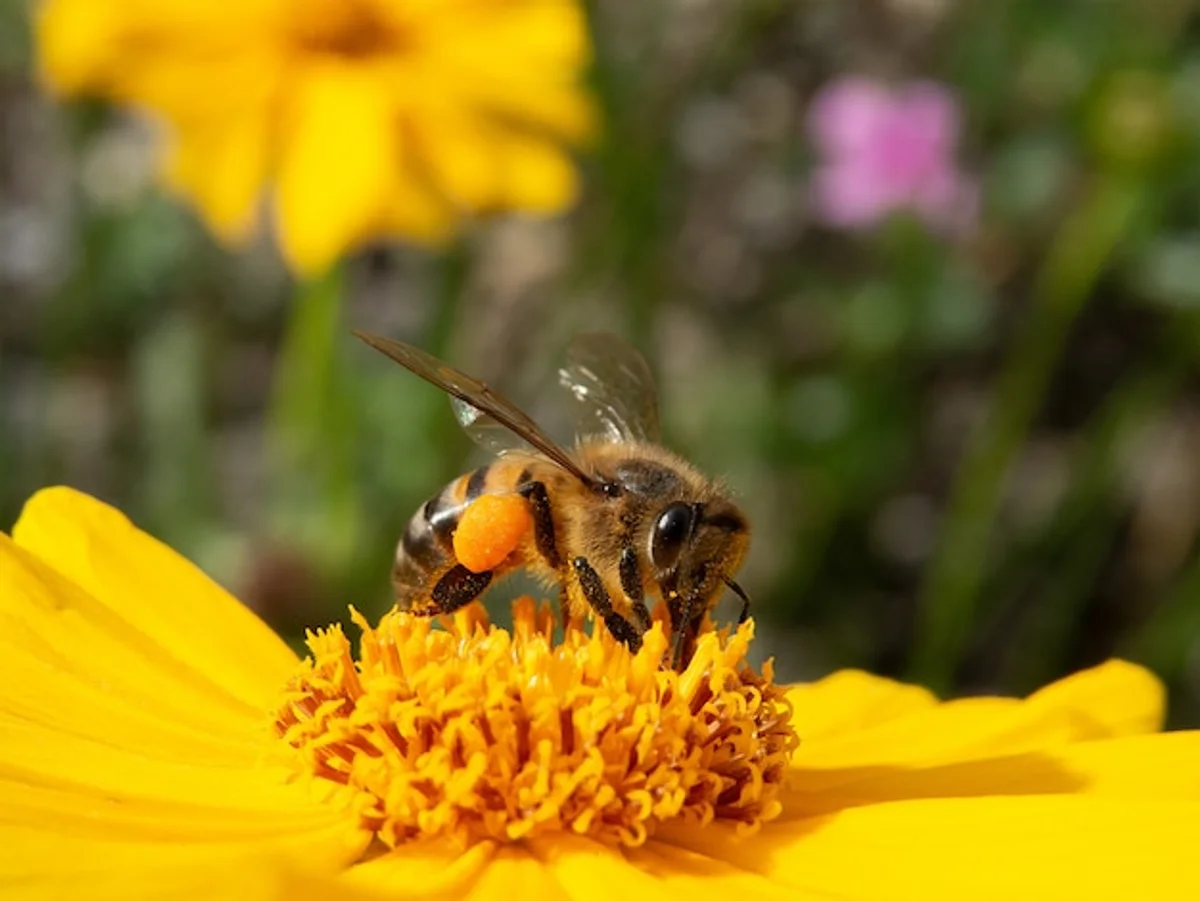 bee-friendly garden close-up
