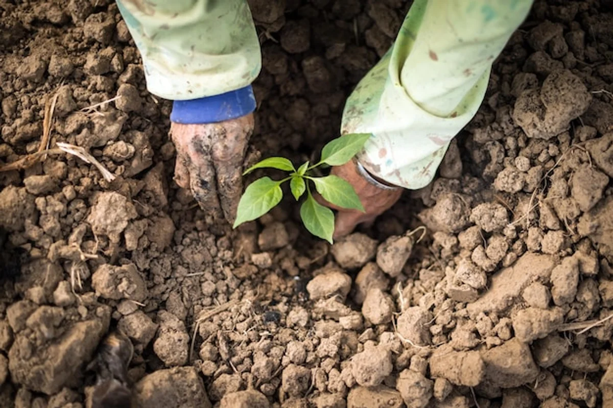 macro close up of hands planting organic seeds in fertile garden soil